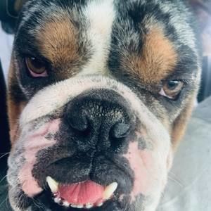 Meet your Posher, Estella